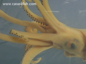 Foto Galerie/Cephalopoda/Loligo vulgaris_01/Loligo vulgaris_01_05_S.jpg